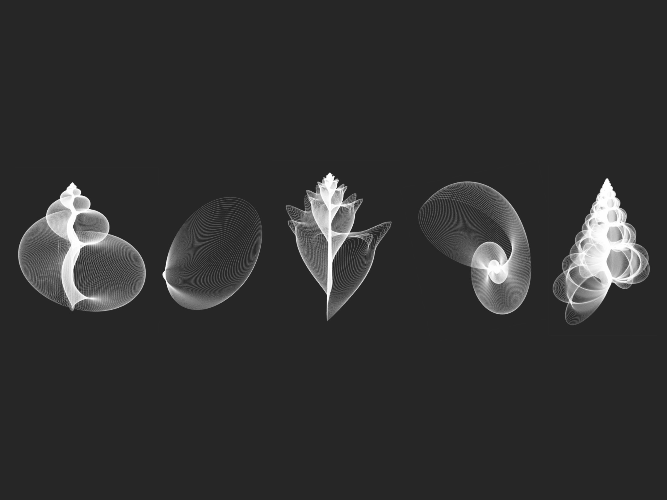 An x-ray style image of 5 different kinds of seashells: snail, clam, conch, nautilus, and wentletrap